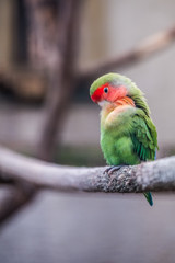 Oiseau inséparable coloré