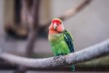 Oiseau coloré, inséparables