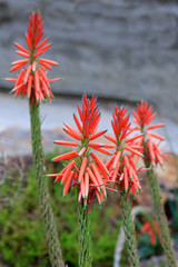 Aloe Blüten (Aloe percrassa) Zierpflanze