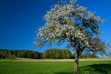 Fototapeta na wymiar Blühende Obstbäume mit Weg im Frühling, Bayern, Deutschland