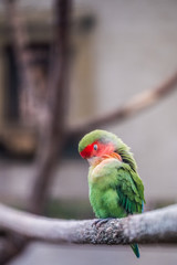 Oiseau coloré, inséparables