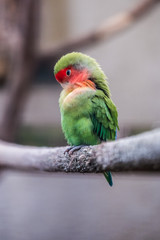 Oiseau coloré, inséparables