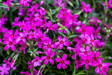 Fototapeta premium Pink flowers phlox bloom on a flowerbed on a bright, sunny day_