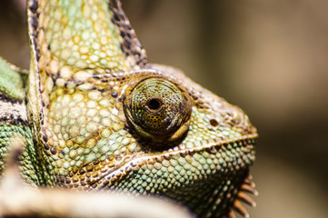 portrait of a chameleon