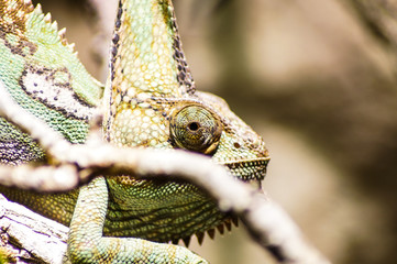 portrait of a chameleon