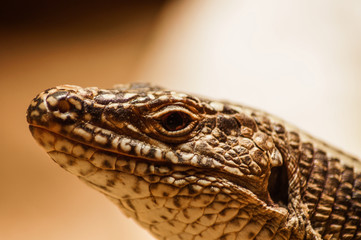portrait of a lizard