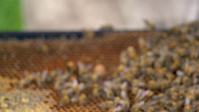 Honeybees on nuc hive frame fluttering wings as beekeeper flips tray, Close Up