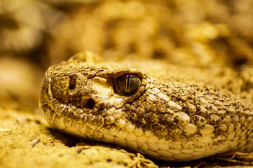portrait of a snake