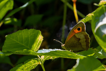 Rosbindiger Samtfalter