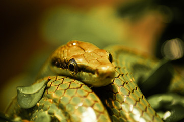 portrait of a snake