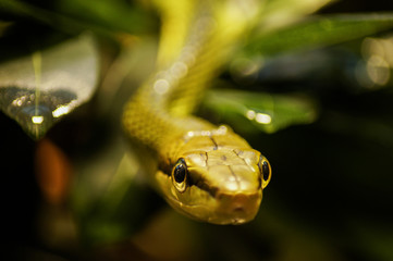 portrait of a snake