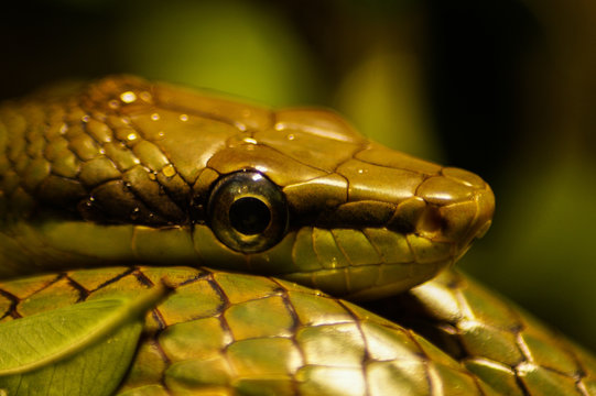 portrait of a snake