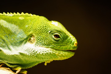 portrait of a lizard