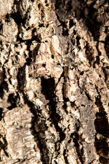 old tree bark texture