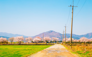 Spring pink cherry blossoms road in Gyeongju, Korea