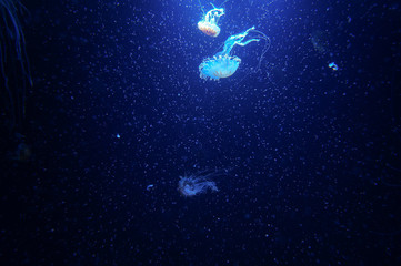 blue jellyfish world 