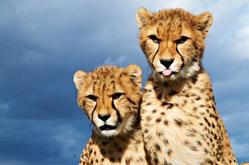 Gepard