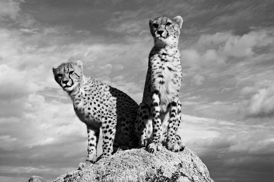 Gepard