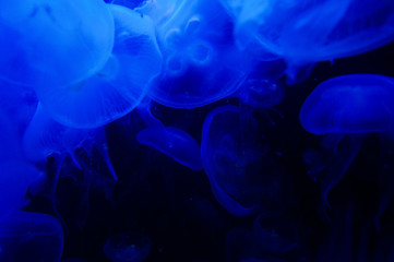 blue jellyfish world 