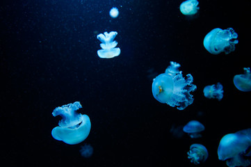 Fototapeta na wymiar blue jellyfish world 