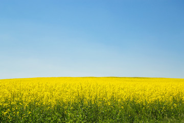Fototapeta premium Blooming rapeseed field with blue sky