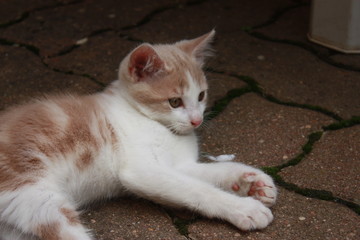 chaton se reposant dans une cour