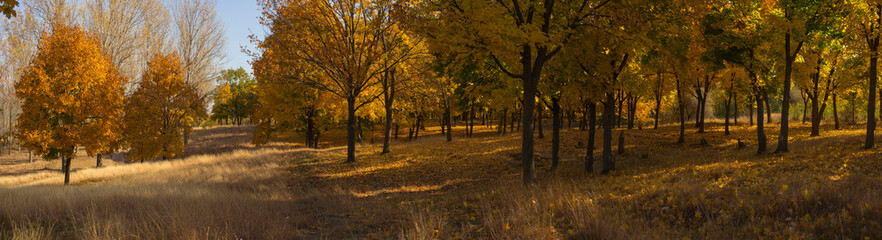 Autumn landscape. Forest at dawn. Plantations of maple trees. Trees threw off foliage. Shadows on the ground.