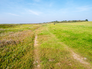 Footpath in salt marsh of West Frisian island Schiermonnikoog, Friesland, Netherlands