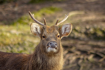 deer portrait