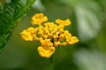 Macro fiore giallo