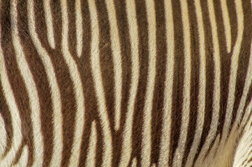Fototapeta na wymiar natural zebra pattern stripes