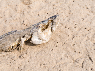 Carcass of dead fish on beach, Netherlands