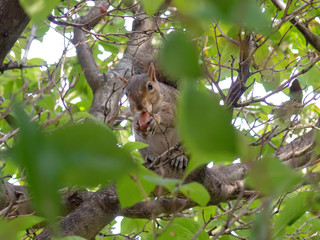 Scoiattolo tra gli alberi