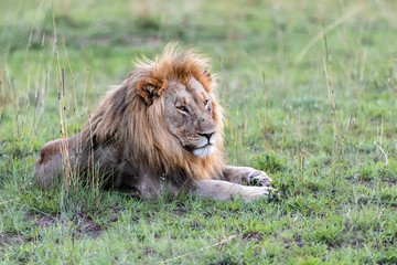 Male Lion resting in Nkomazi Game Reserve - South Africa