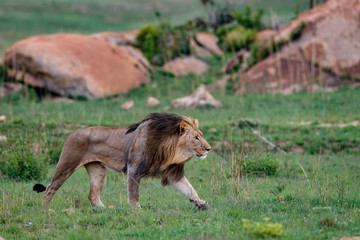 Obraz na płótnie Canvas Male Lion walking in Nkomazi Game Reserve - South Africa