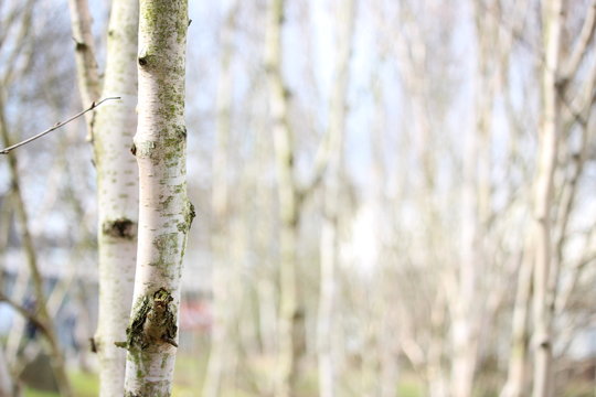 A shallow depth of field photograph, close up, of silver birch trees, with out of focus wooded background.  Natural, outdoors background concept