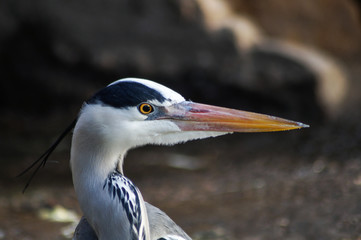 heron