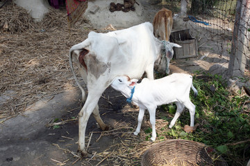 Obraz na płótnie Canvas Young calf suckle milk in village Kumrokhali, West Bengal, India 