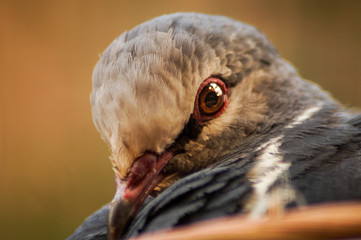 portrait of a dove bird