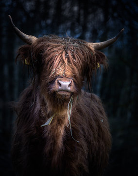 Schottisches Hochlandrind (Bos Taurus) im Portrait vor kühlem Hintergrund