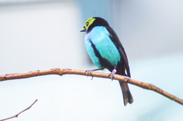 portrait of a bird