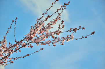 Red flowering fruit tree branch