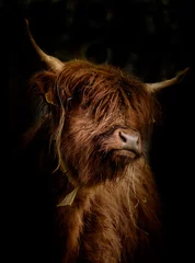 Fototapeten Schottisches Hochlandrind (Bos Taurus) im Seiten Portrait vor dunklem Hintergrund © Nicole