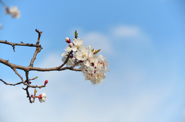 Flowering fruit tree branch