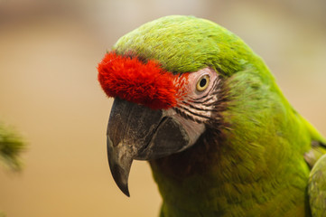 portrait of a bird