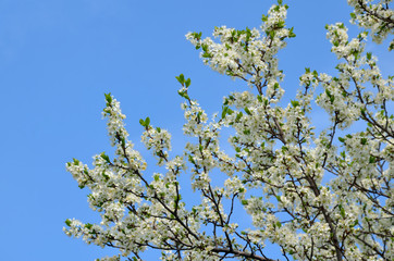 Flowering fruit tree branch