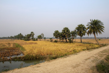 Fototapeta na wymiar Rice field in West Bengal, India
