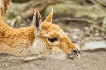 cute deer