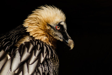 vulture