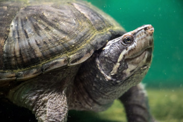 turtle behind glass aquarium